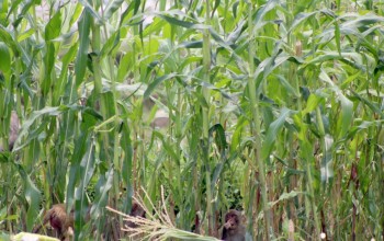 बाँदर आतङ्कले हायलकायल